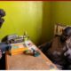 Traditional healer arrested for possession of sexual enhancement drugs