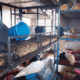 Four employees arrested in connection with Masaka children's school fire
